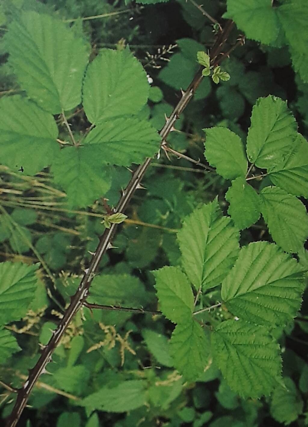 Rubus marssonianus — houseplant care guide
