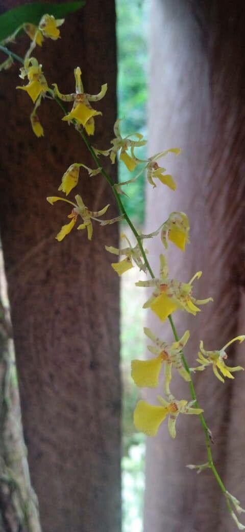 Oncidium amazonicum