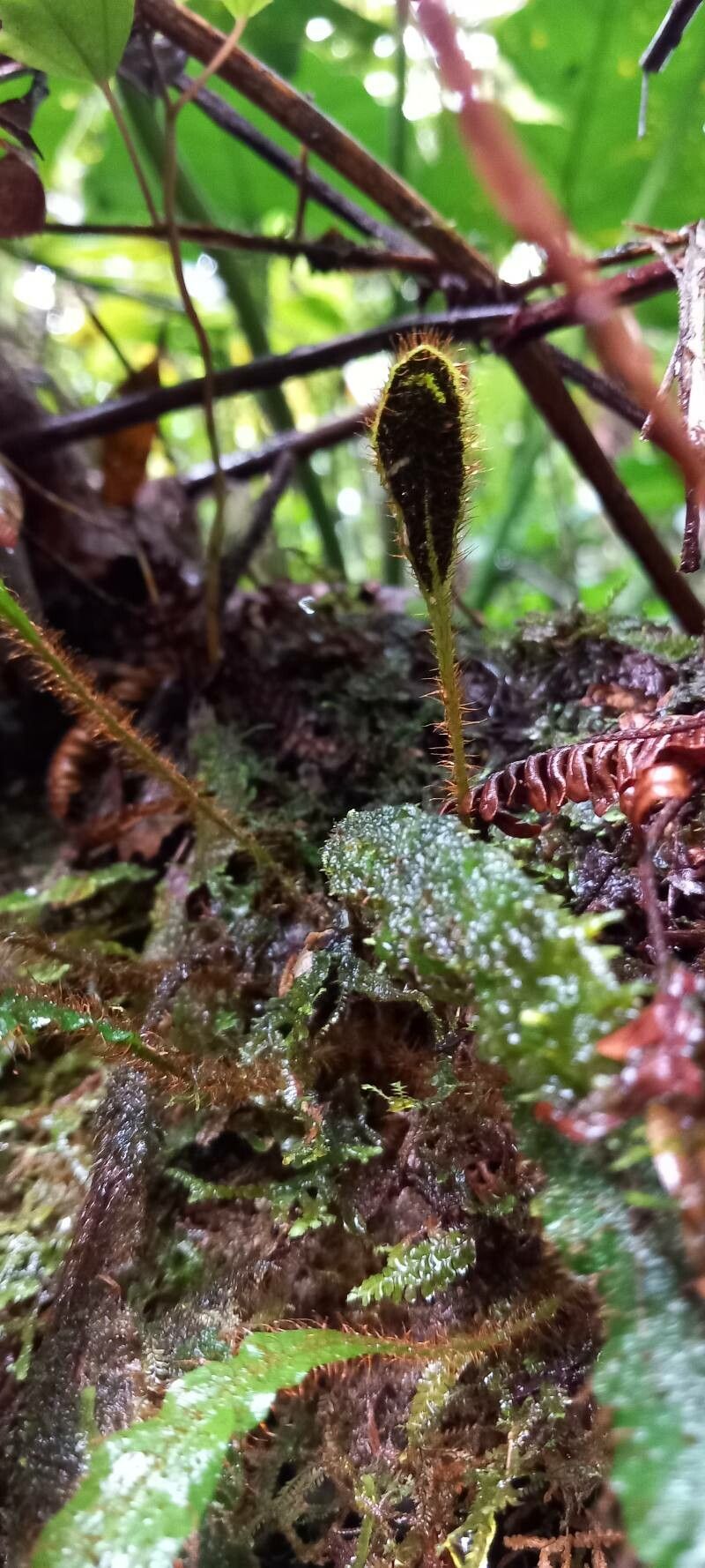 Elaphoglossum plumieri leaf