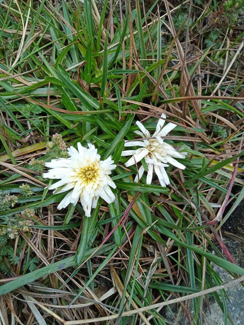 Hypochaeris taraxacoides habit