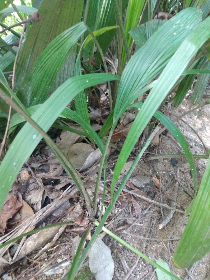 Molineria capitulata bark