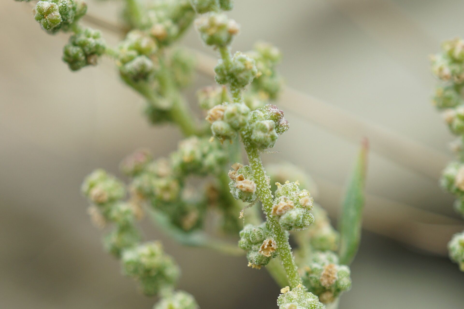 Chenopodium opulifolium flower