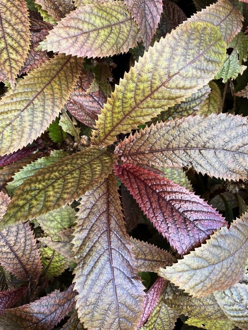 Elatostema rugosum — houseplant care guide