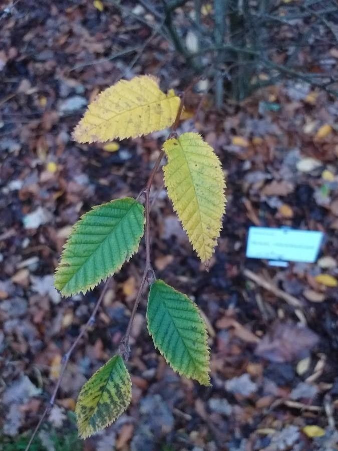 Betula chichibuensis