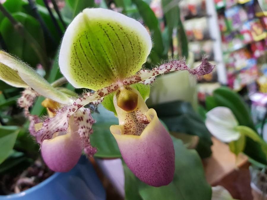 Paphiopedilum hirsutissimum flower