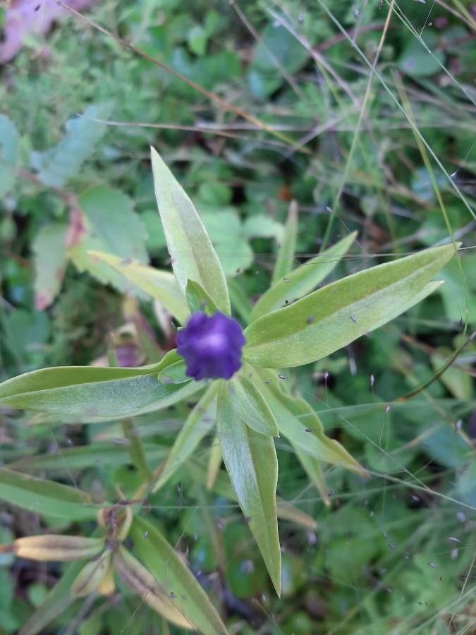 Gentiana linearis leaf