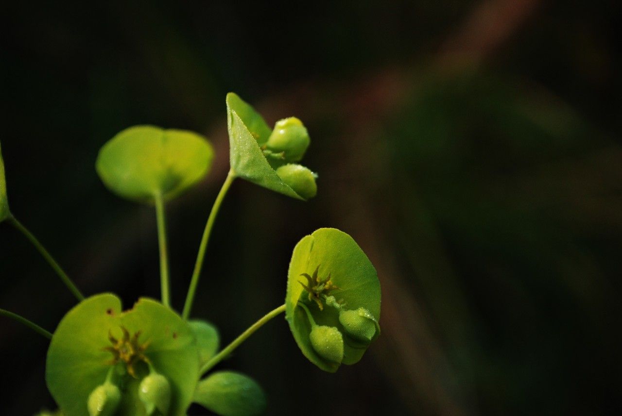 Euphorbia biumbellata flower