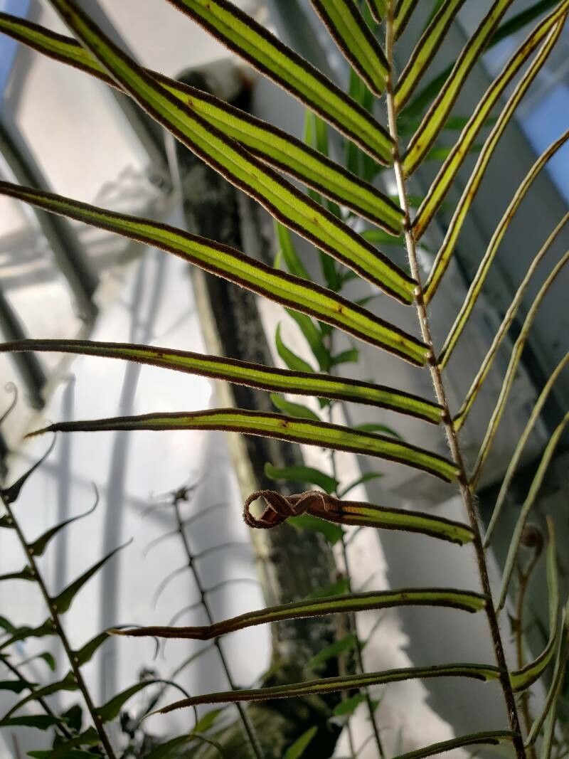 Pteris vittata fruit
