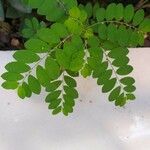 Phyllanthus tenellus