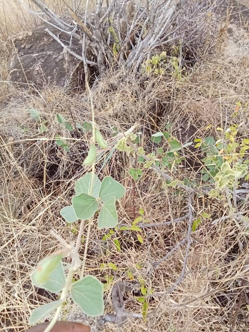 Rhynchosia sublobata fruit