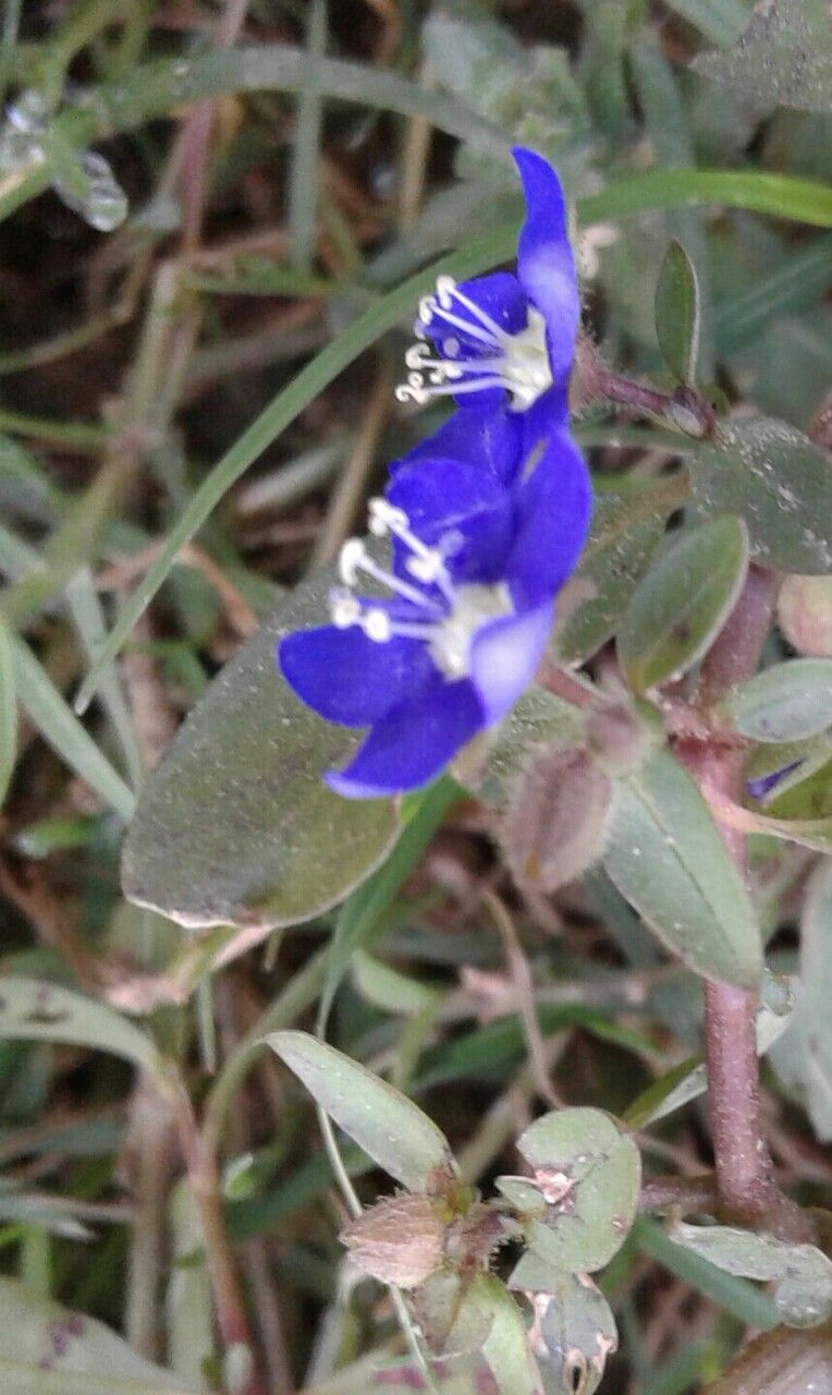 Hydrolea zeylanica flower