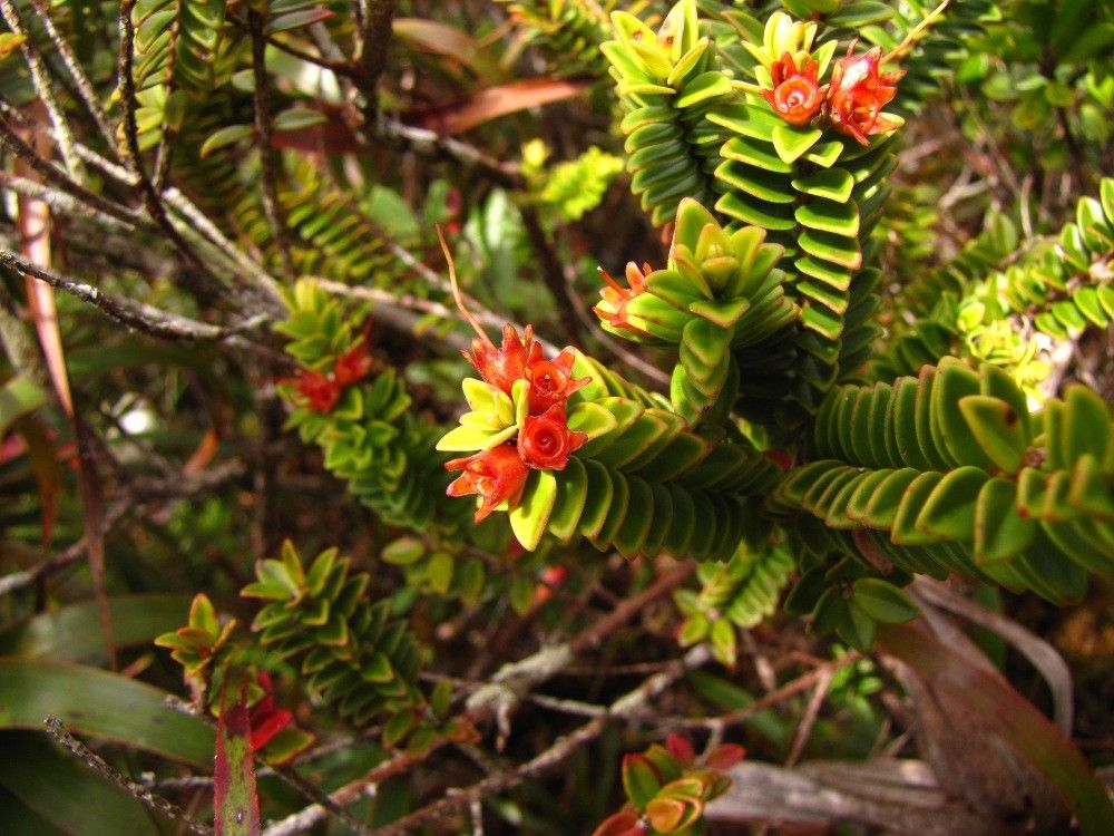 Metrosideros cacuminum habit