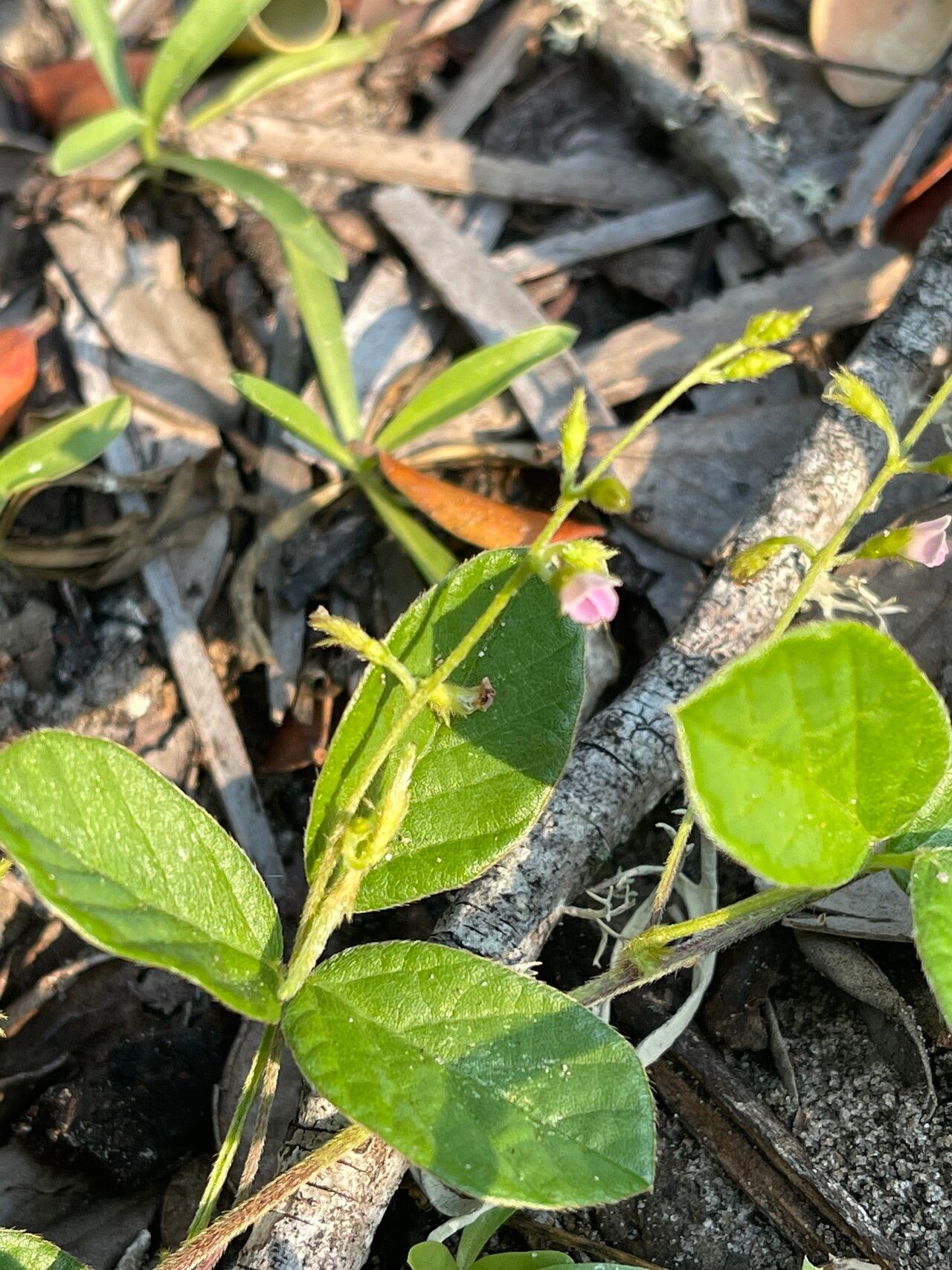 Teramnus repens flower