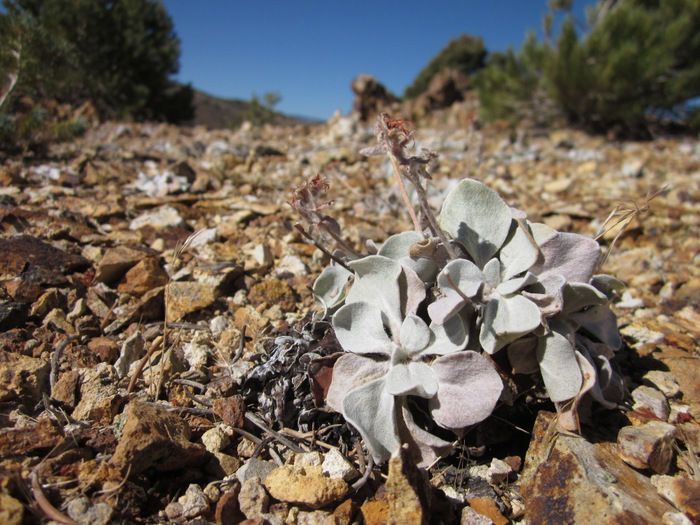 Eriogonum robustum habit