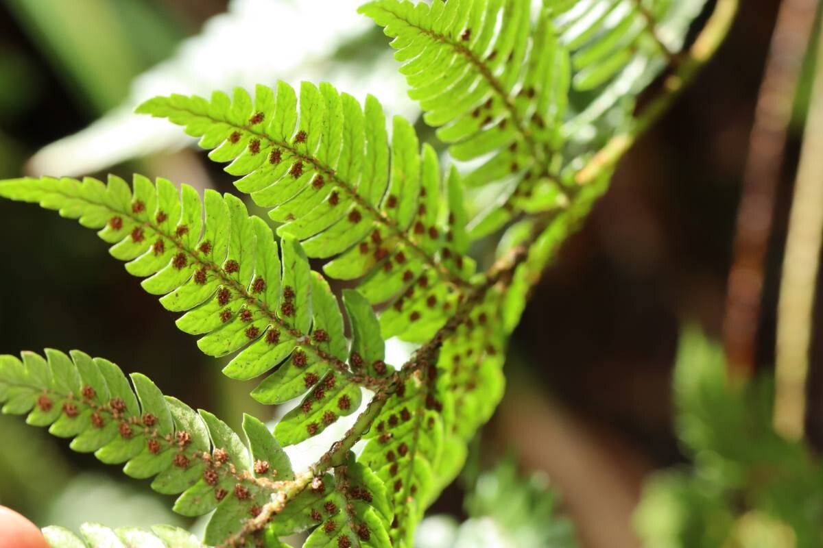 Dryopteris saxifraga leaf