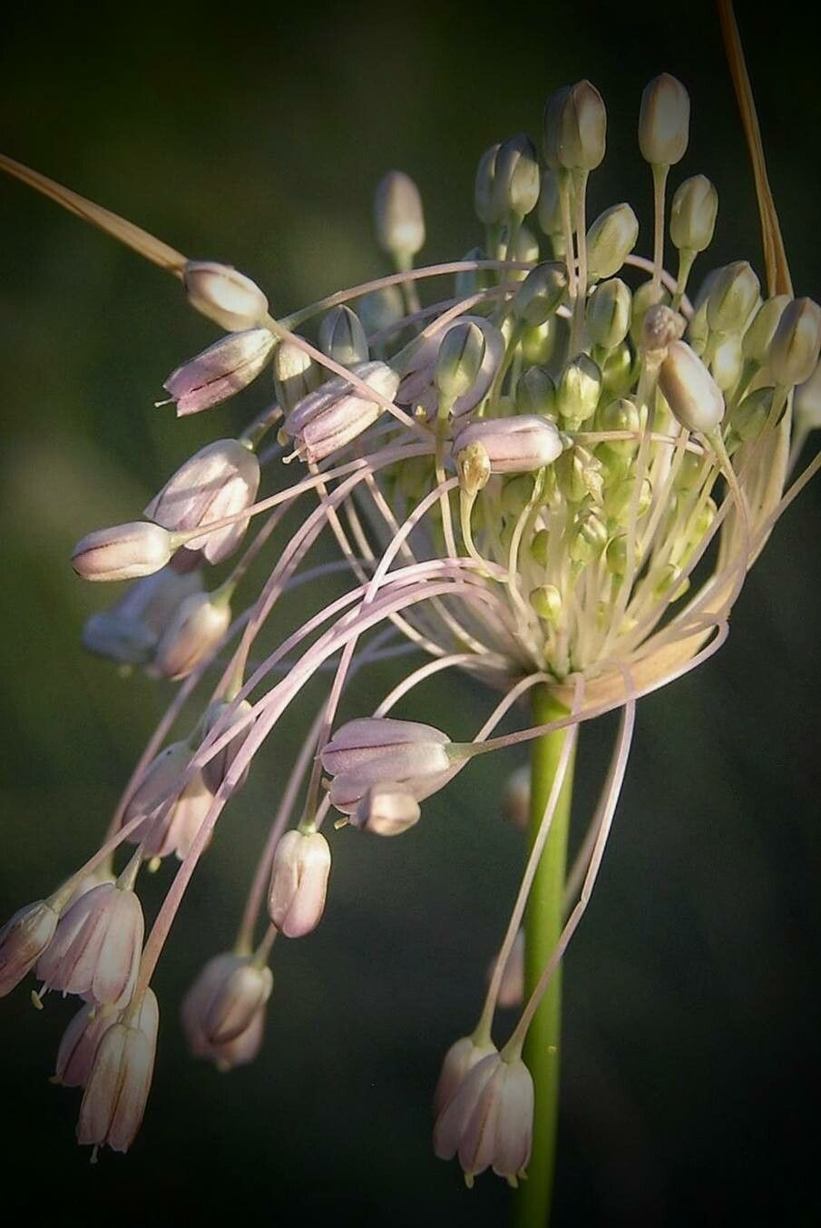 Allium paniculatum flower