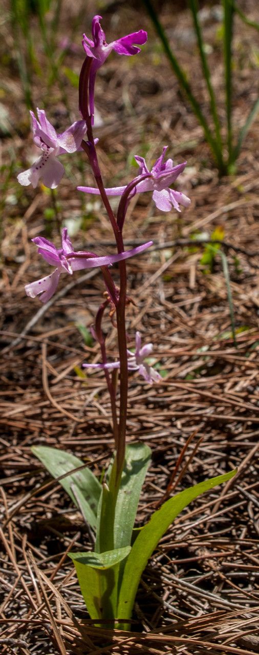 Orchis anatolica — search result for 'Cyprus'