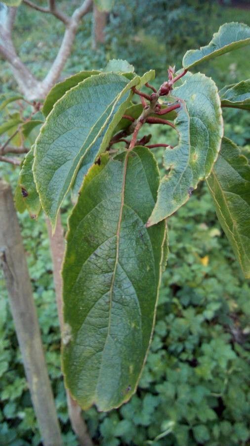 Carrierea calycina leaf