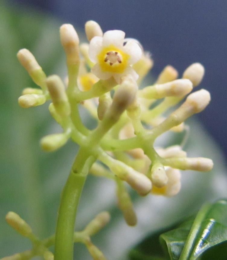 Psychotria acuminata flower