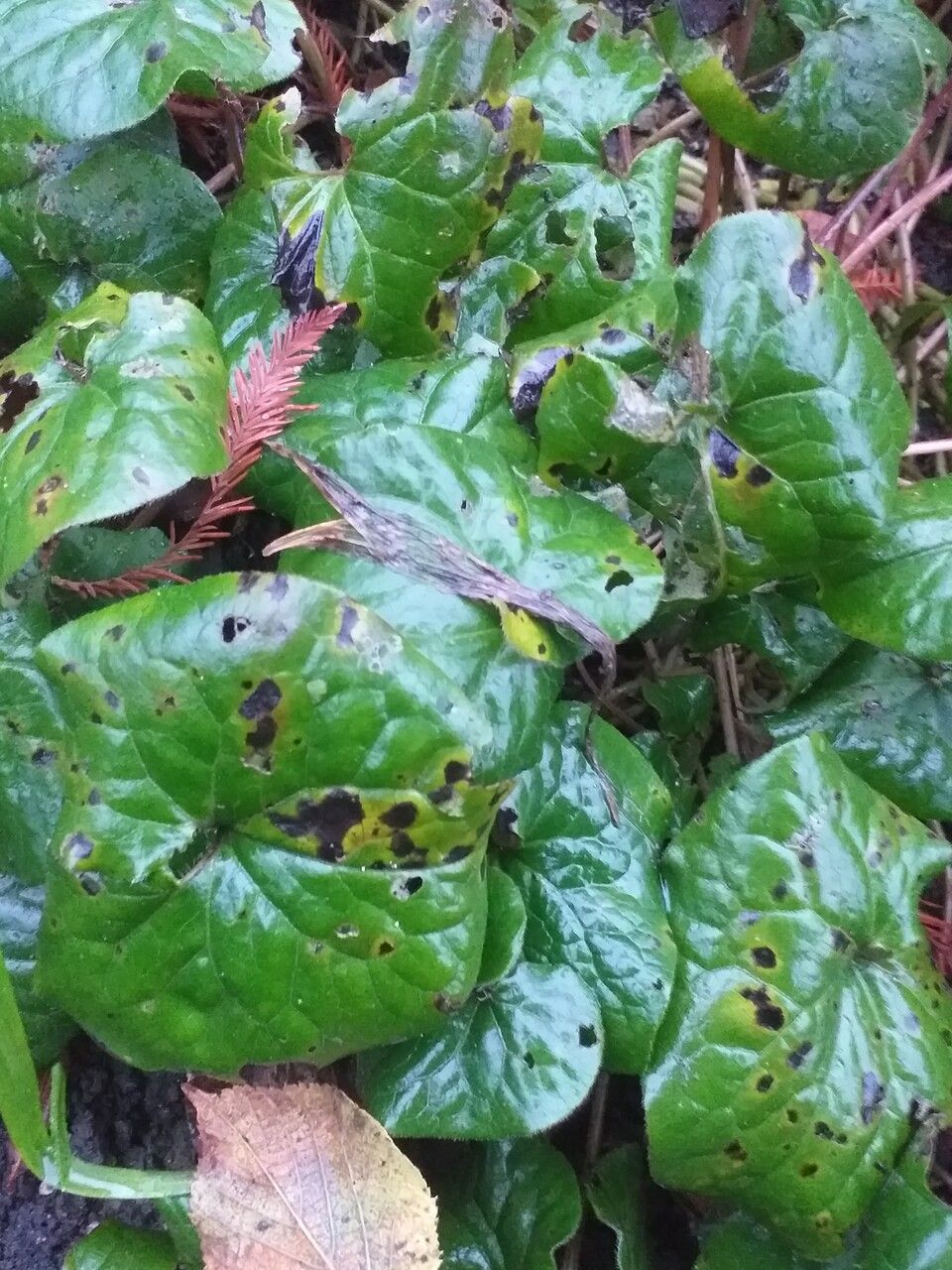 Asarum lemmonii habit