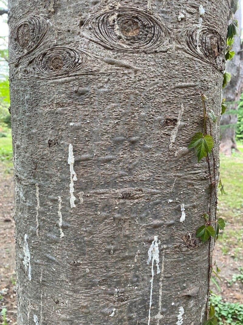 Abies sachalinensis bark