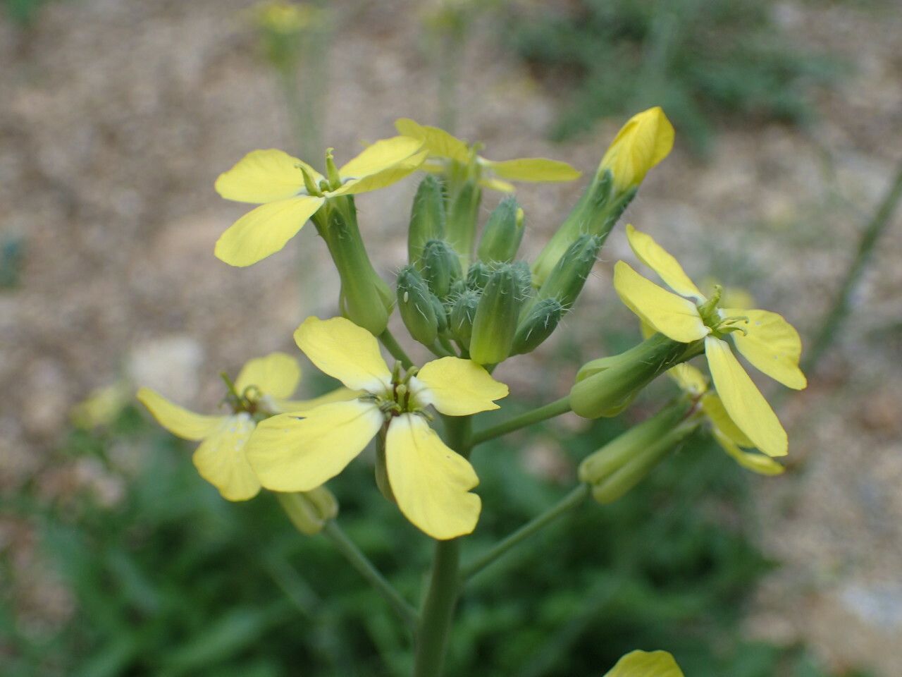 Coincya monensis flower