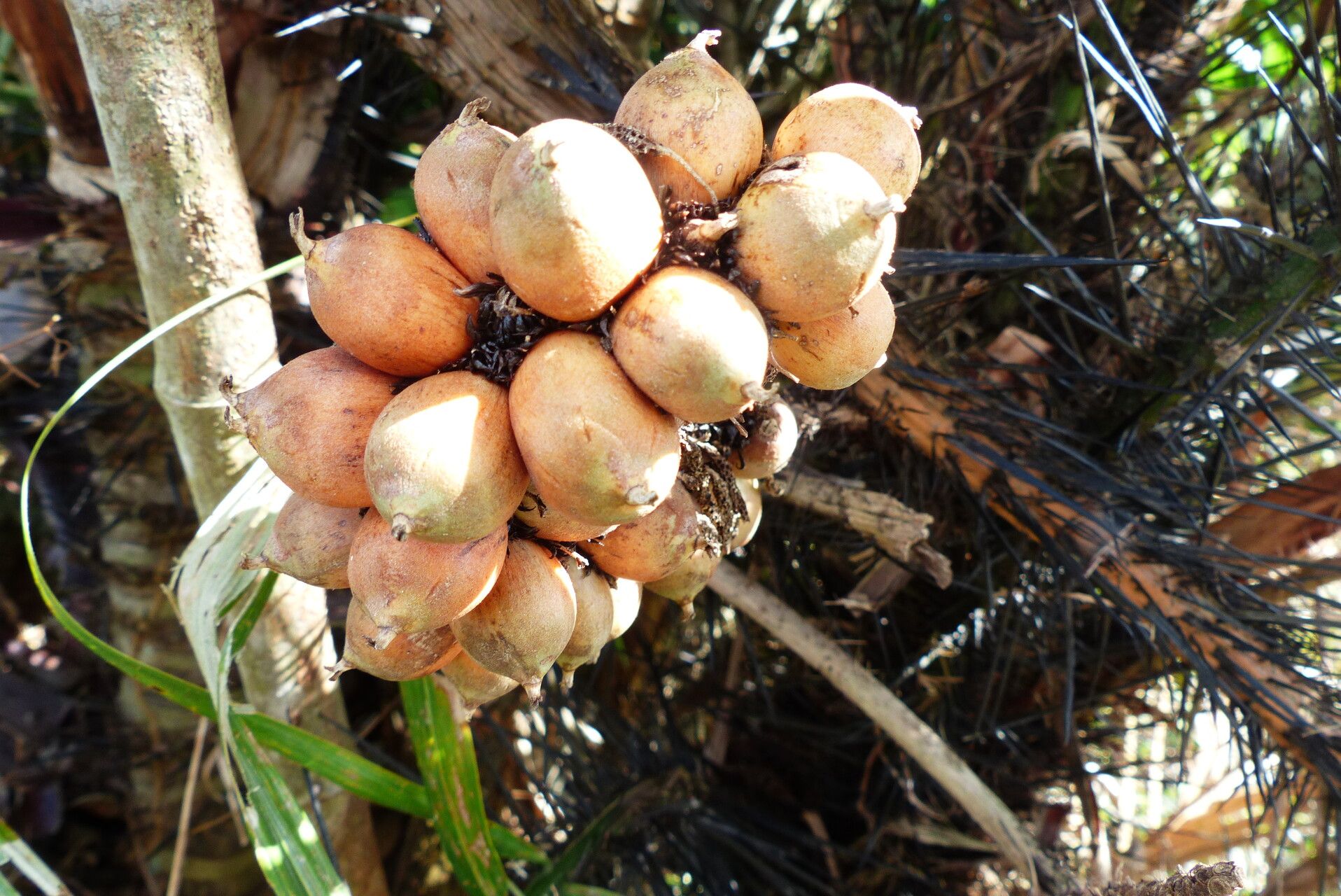 Astrocaryum aculeatum fruit