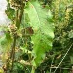 Rumex longifolius