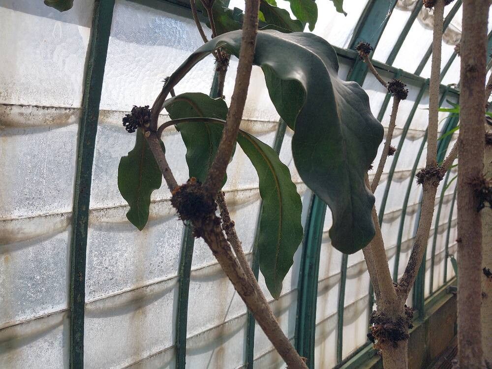 Pittosporum sylvaticum — search result for 'Pittosporum'