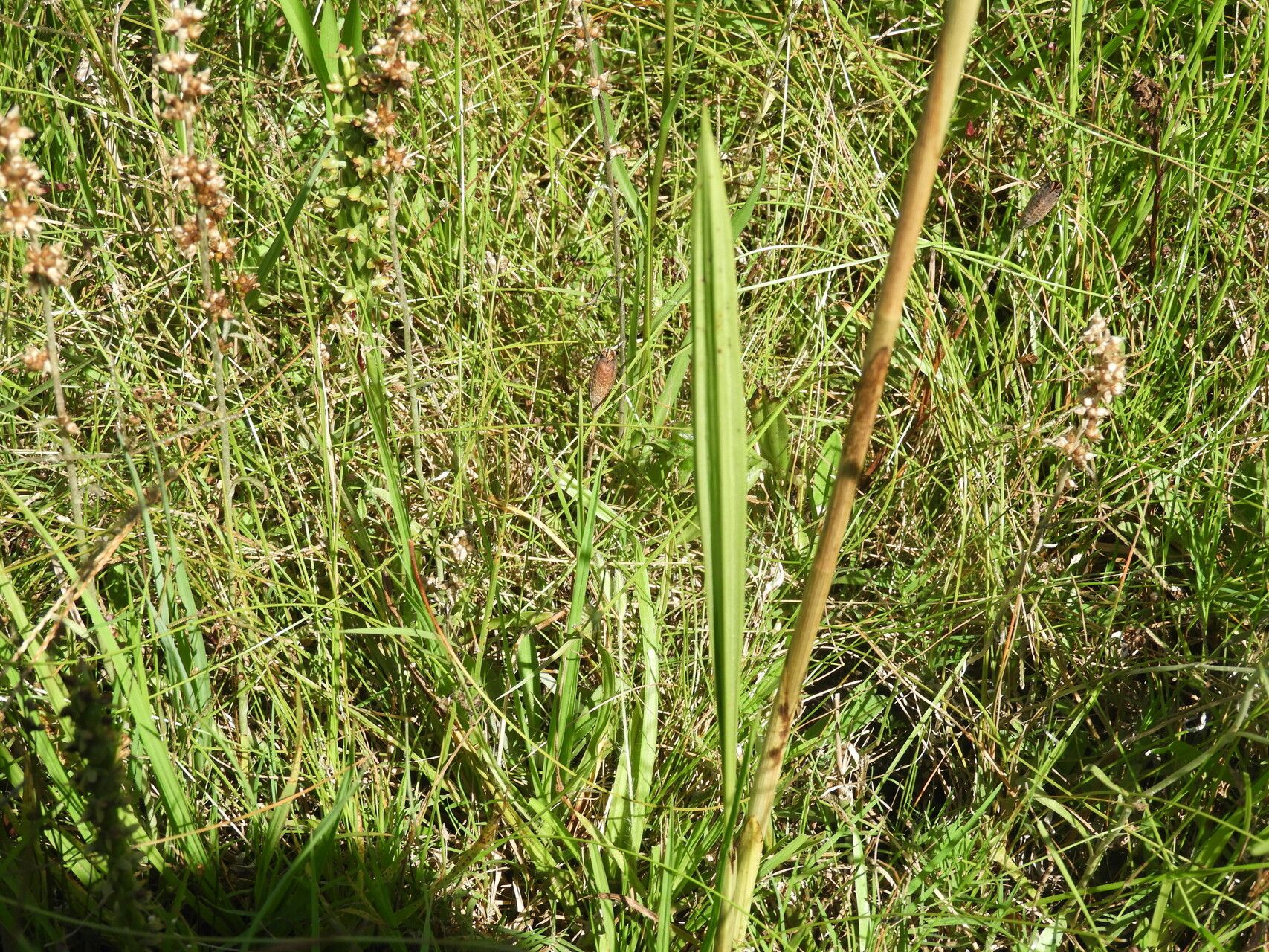 Eulophia ruwenzoriensis habit