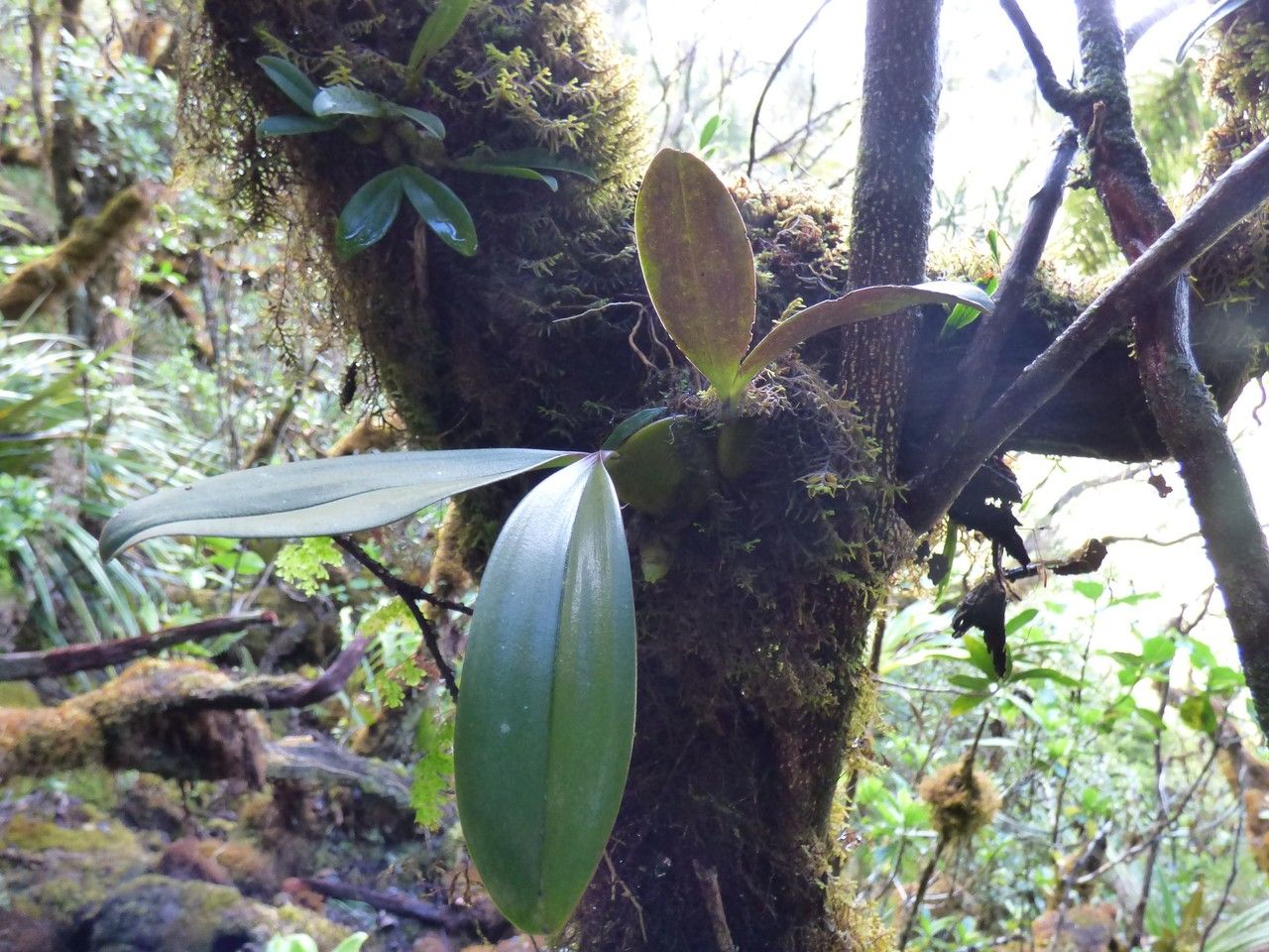 Bulbophyllum occlusum habit