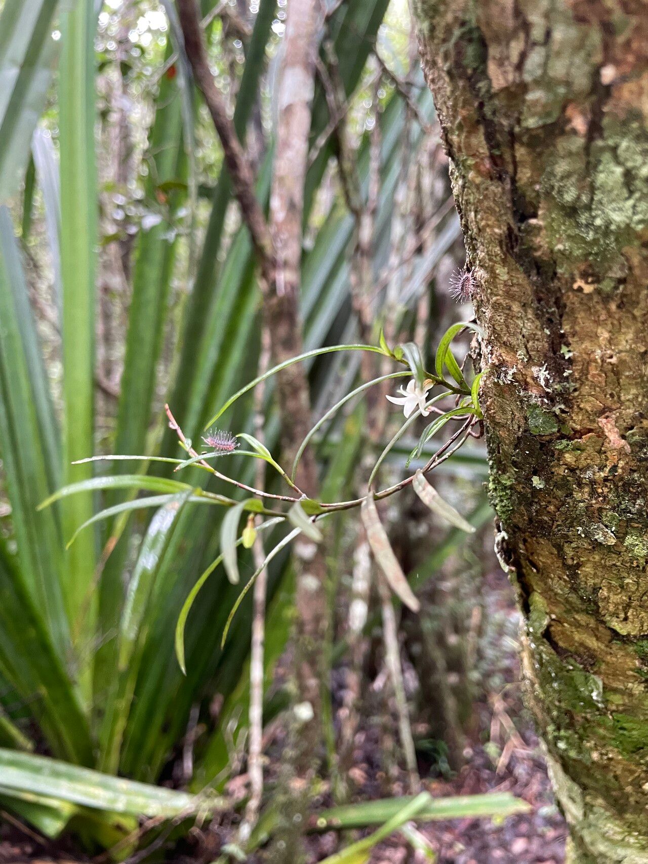Angraecum panicifolium habit