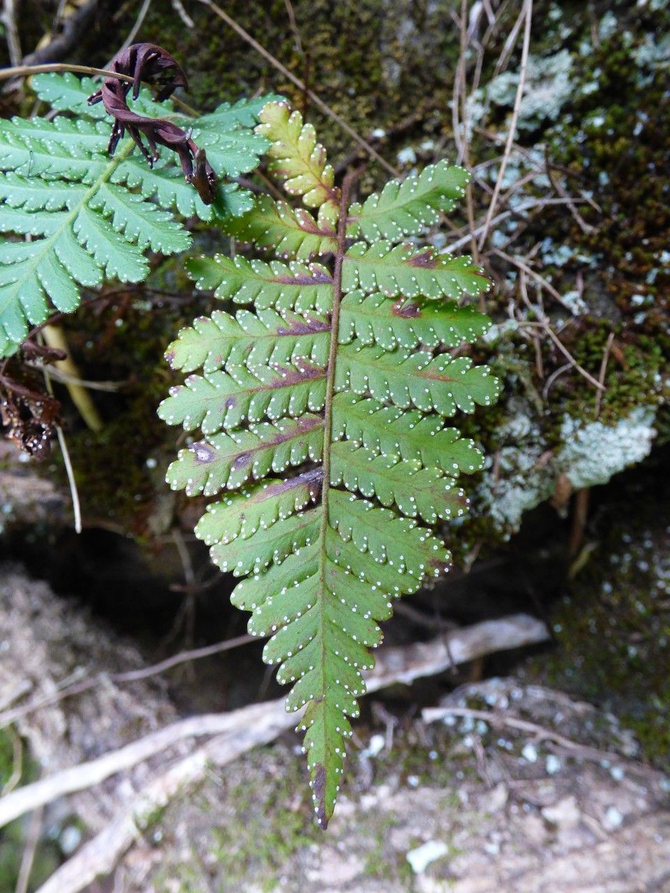Arthropteris orientalis — related species from the same genus