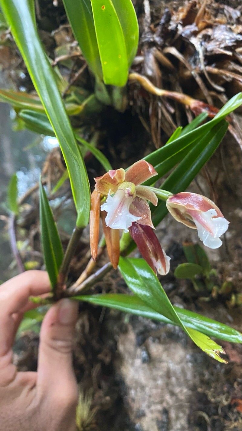 Scaphyglottis gigantea flower