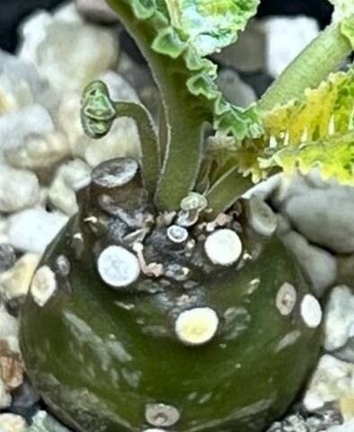 Dorstenia horwoodii bark