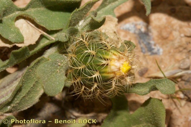 Centaurea involucrata other