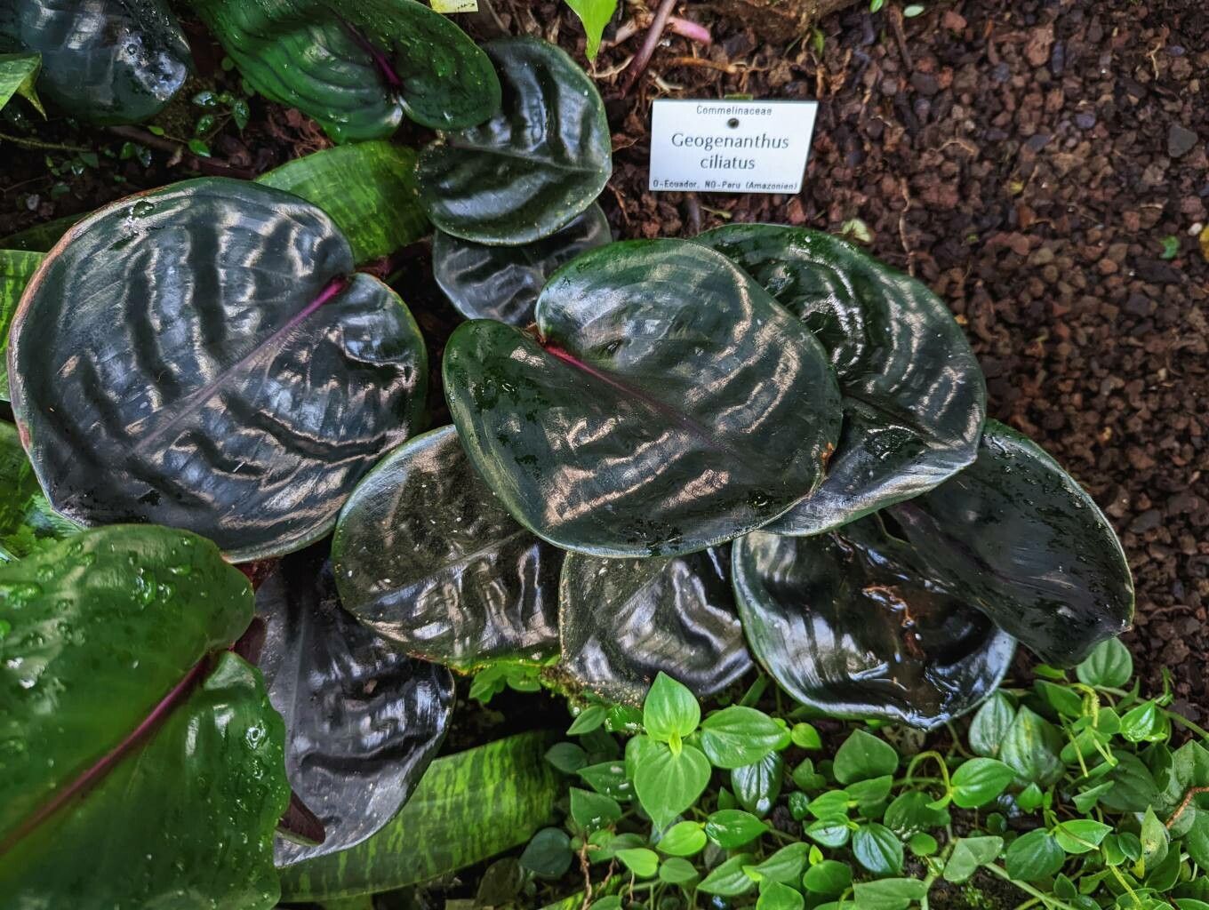 Geogenanthus ciliatus habit