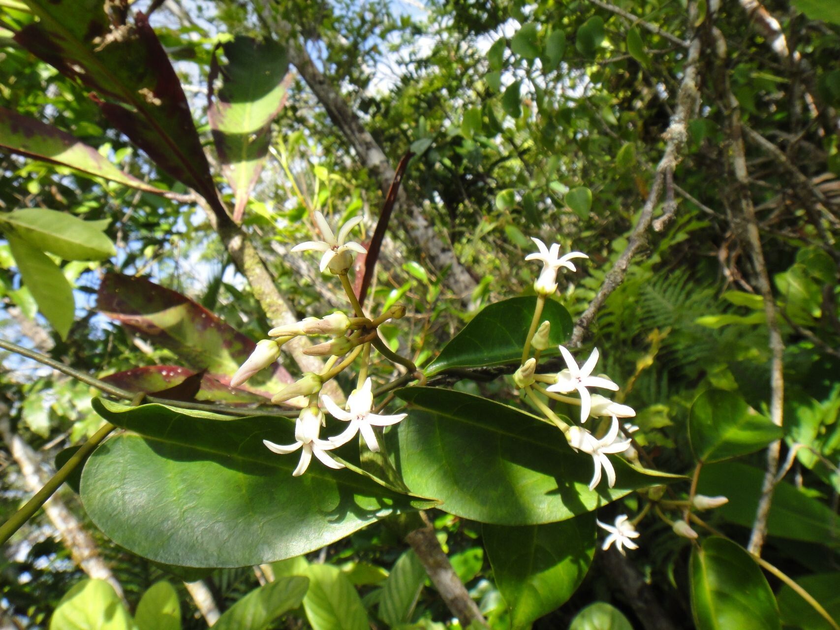Leichhardtia lyonsioides flower