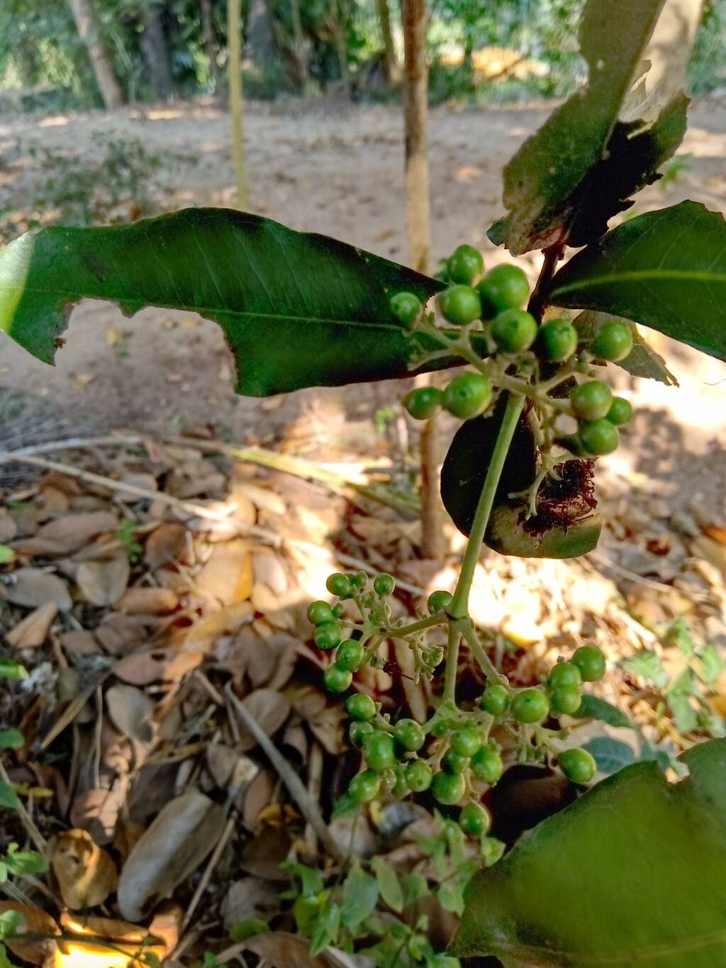 Ixora brachiata fruit