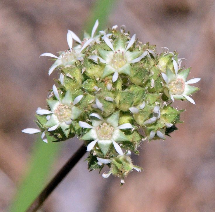 Potentilla tilingii fruit