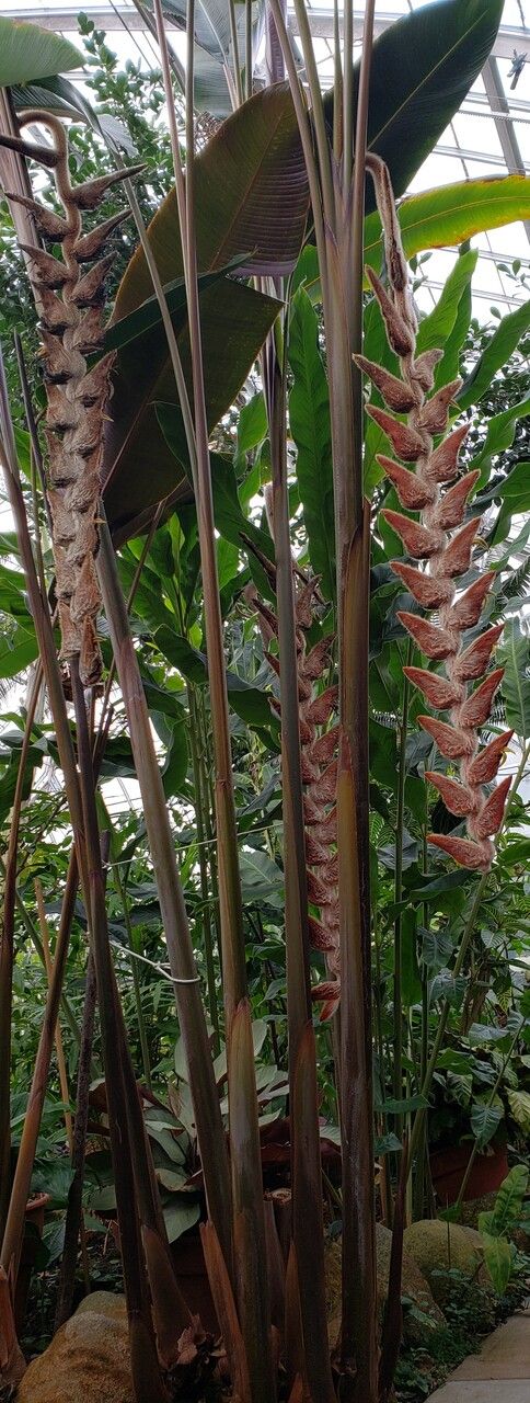 Heliconia vellerigera habit