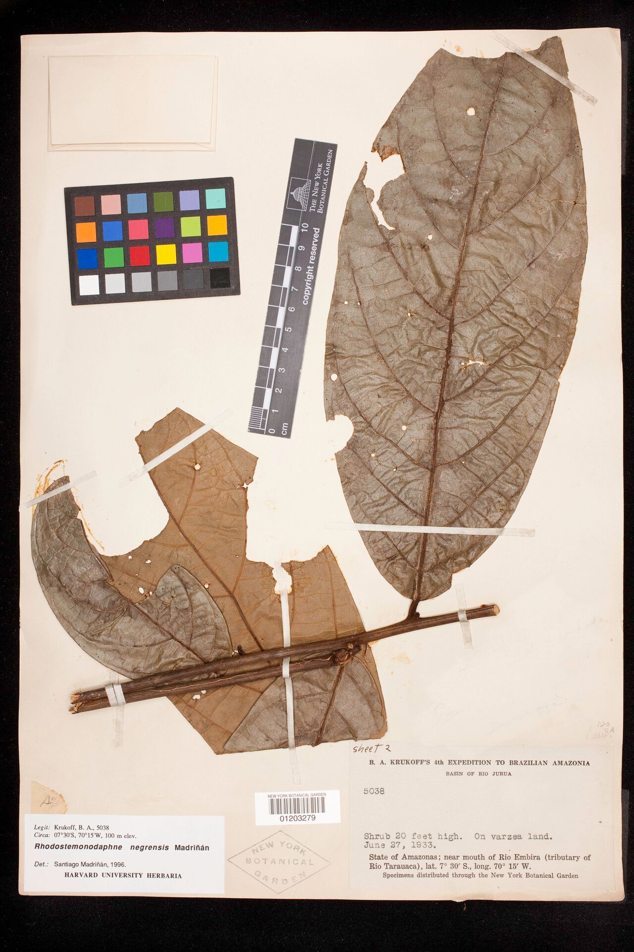 Rhodostemonodaphne negrensis leaf