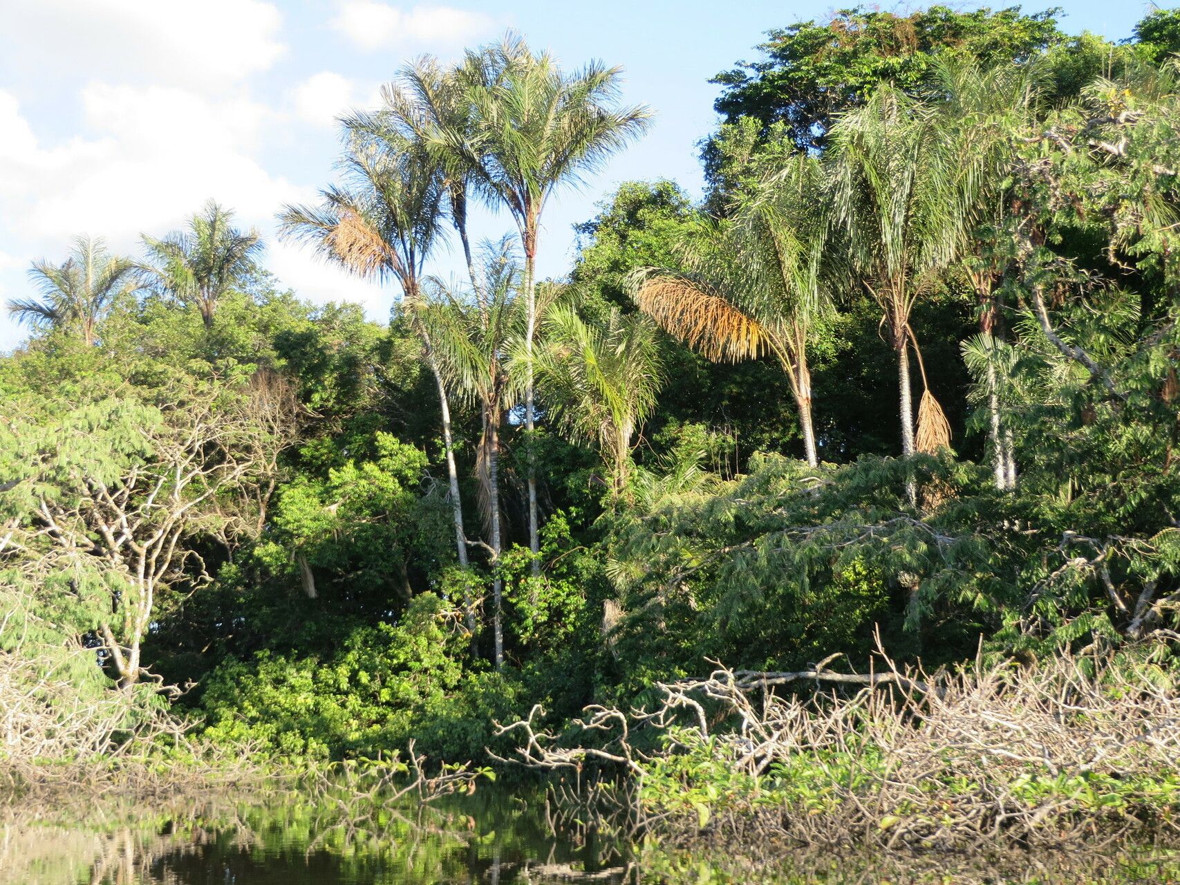 Astrocaryum jauari habit