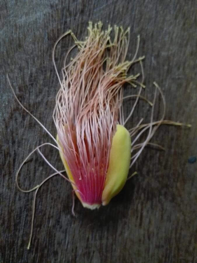 Caryocar glabrum flower
