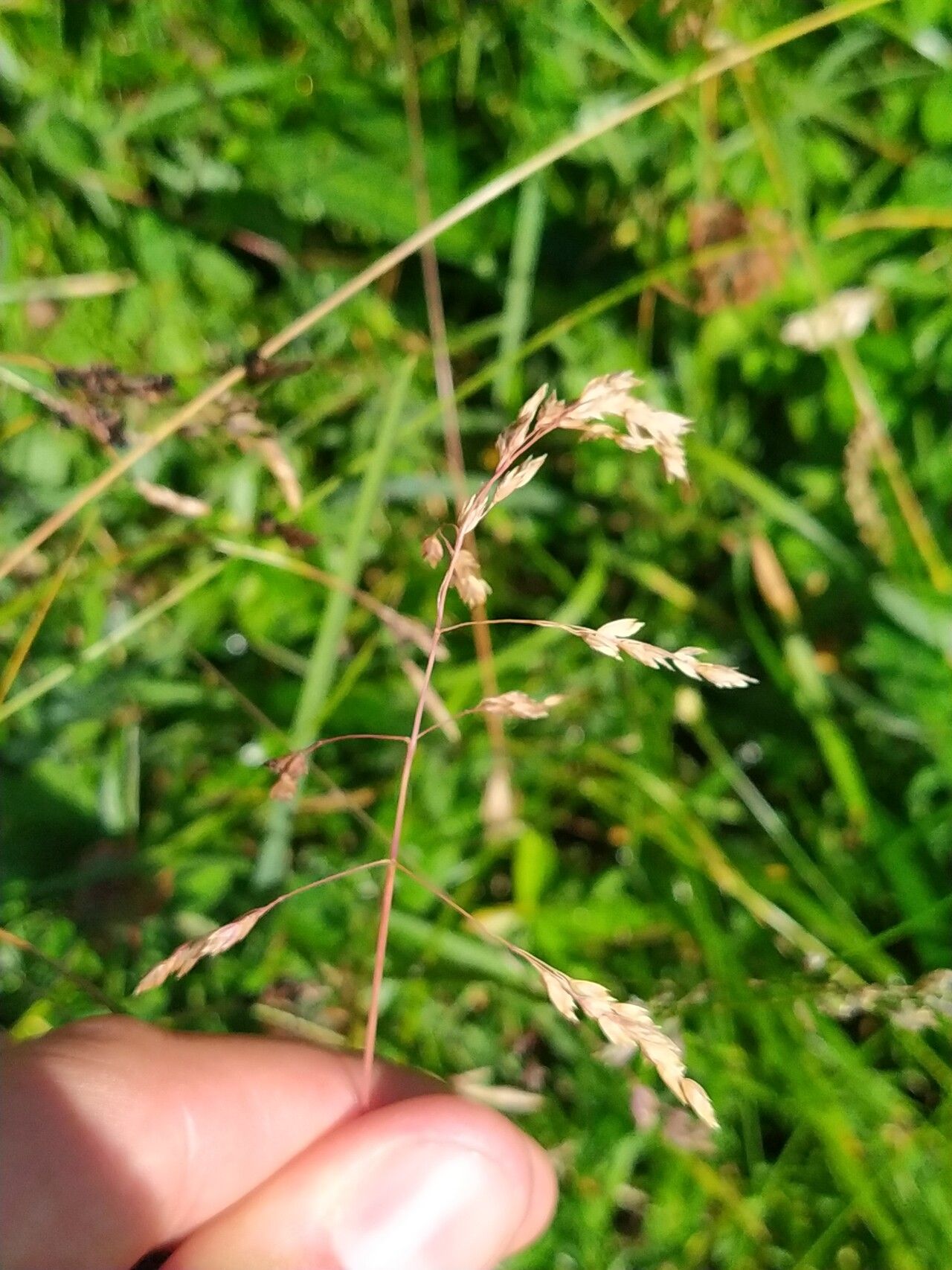 Poa minor fruit