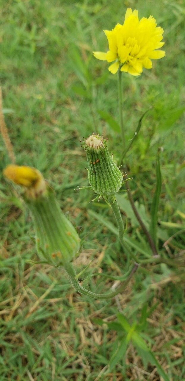 Pyrrhopappus carolinianus fruit