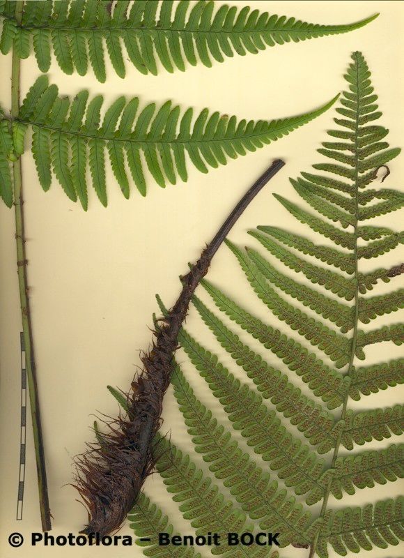 Dryopteris aitoniana other