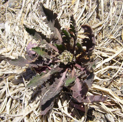 Lepidium pinnatifidum habit