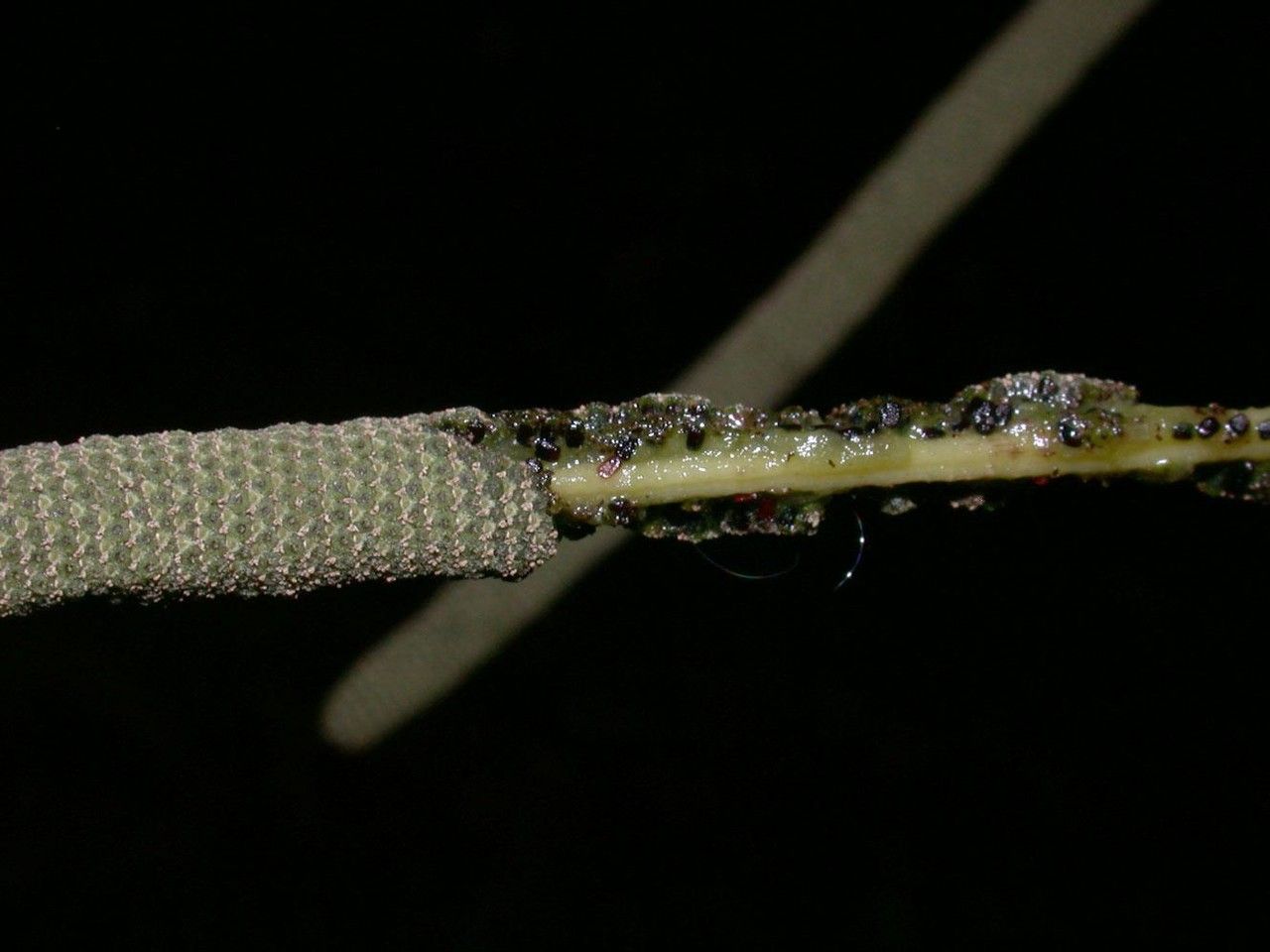 Piper silvivagum bark