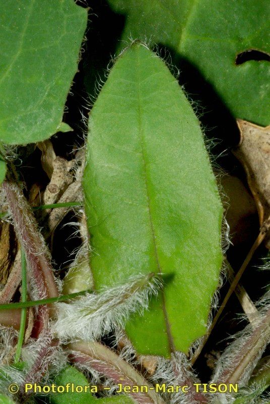 Hieracium maestum — houseplant care guide